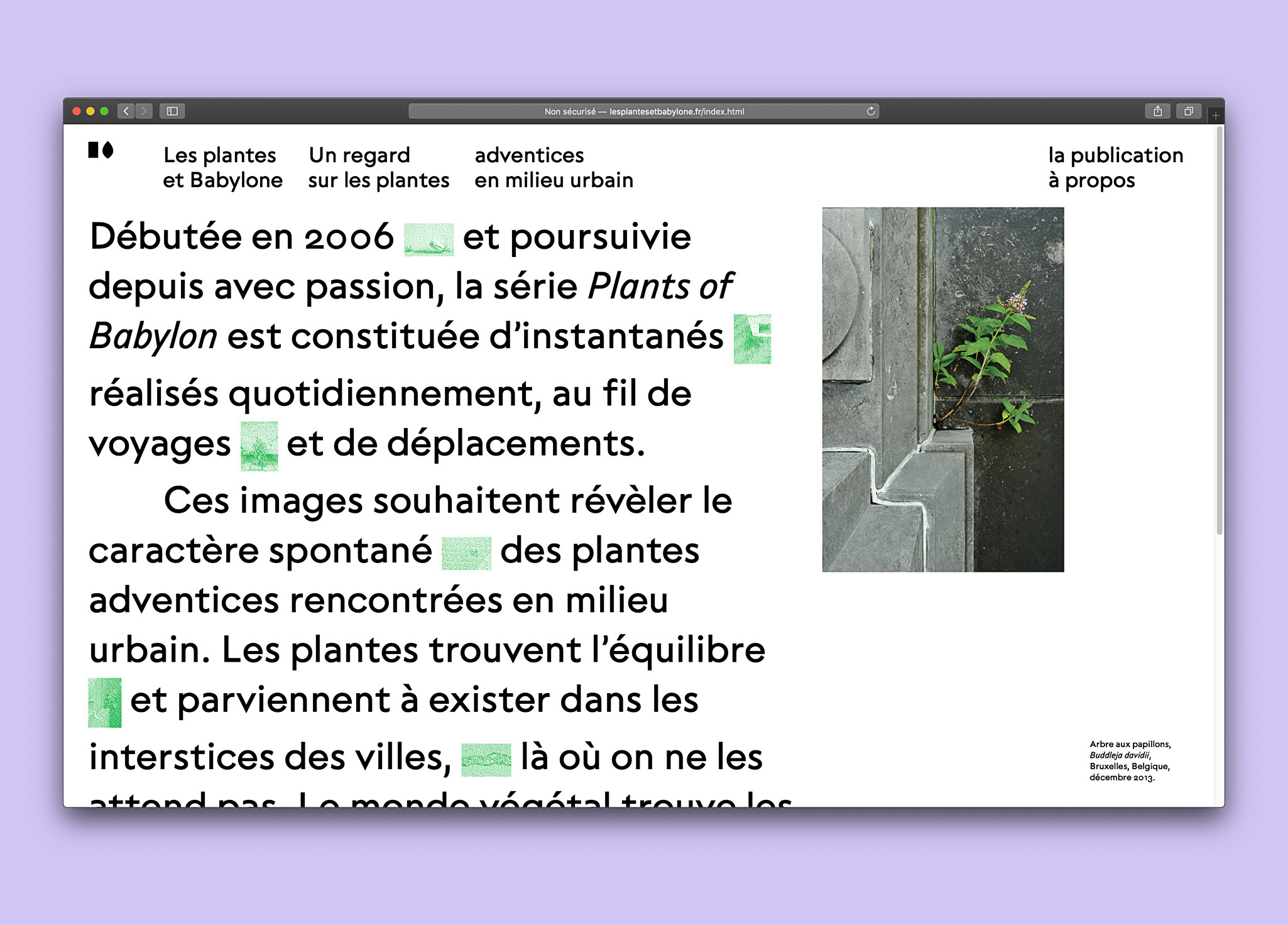 Site Internet Les plantes et Babylone